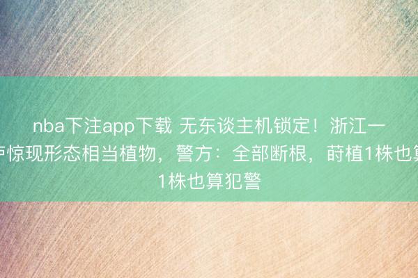 nba下注app下载 无东谈主机锁定！浙江一农田庐惊现形态相当植物，警方：全部断根，莳植1株也算犯警